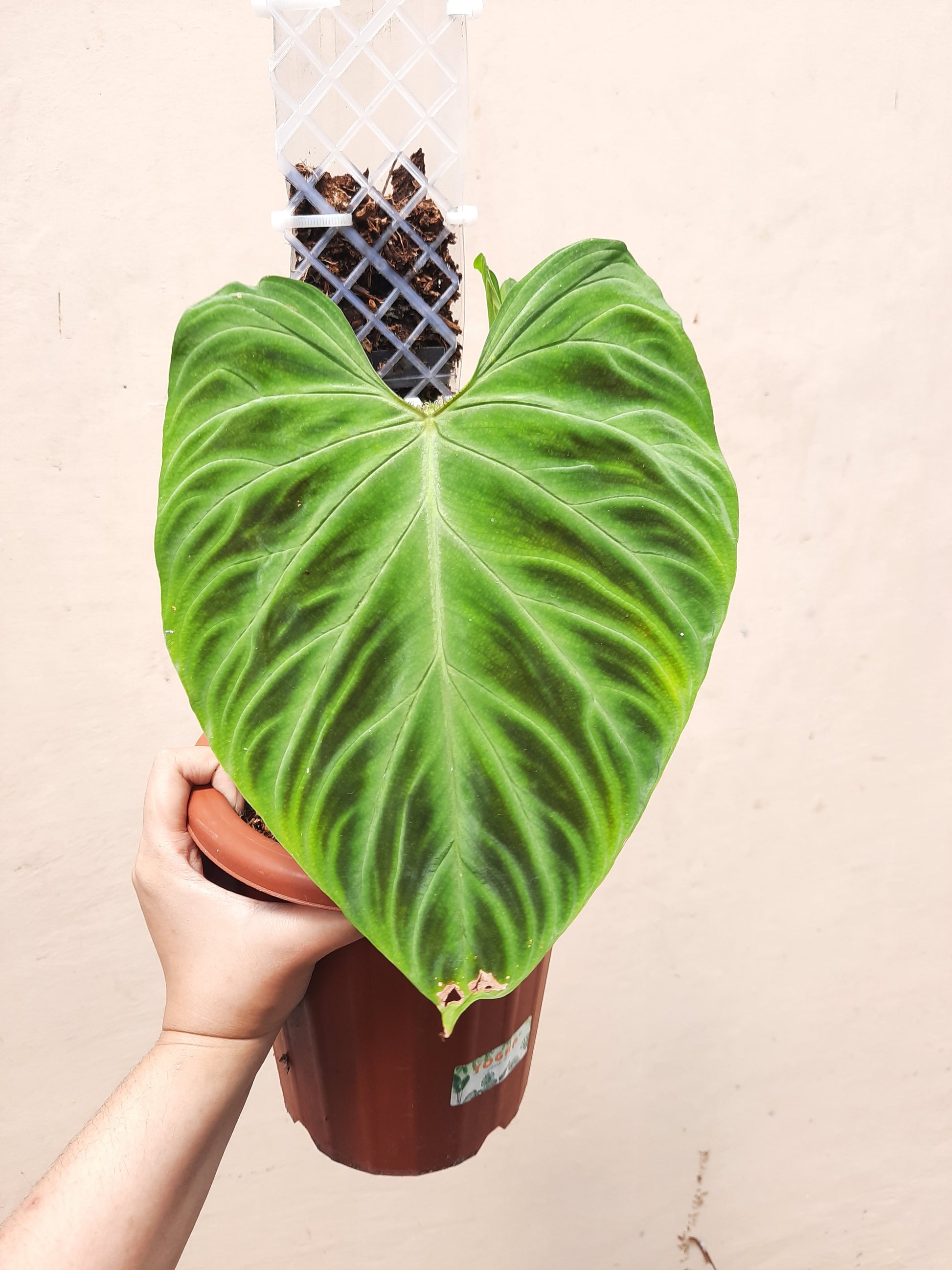 philodendron verrucosum tumbez Philodendron Verrucosum – Okanoka