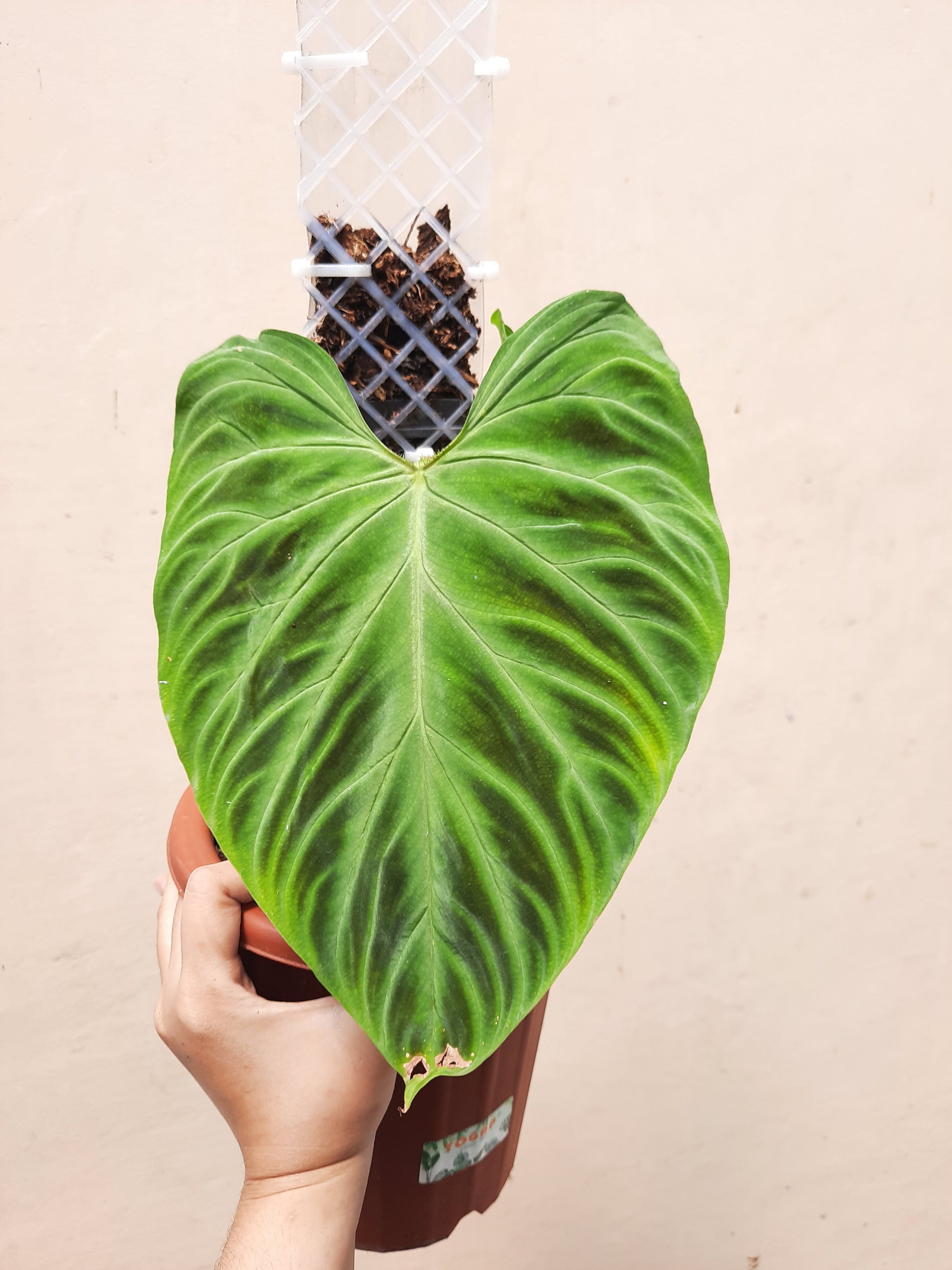 etsy philodendron Philodendron Verrucosum – Okanoka