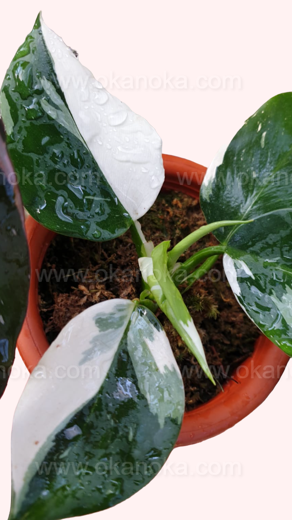 Philodendron White Wizard indoor plant displaying unique white variegated leaves in natural light