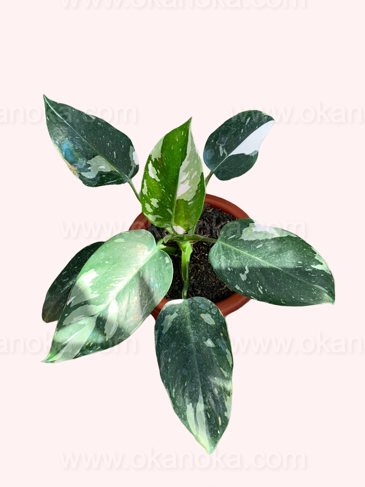 Philodendron White Wizard side view showing healthy variegated leaves and potted plant