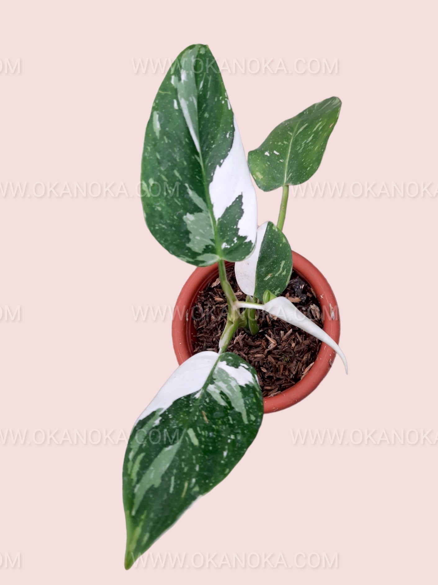 Close-up of Philodendron White Wizard foliage with contrasting white and deep green variegation