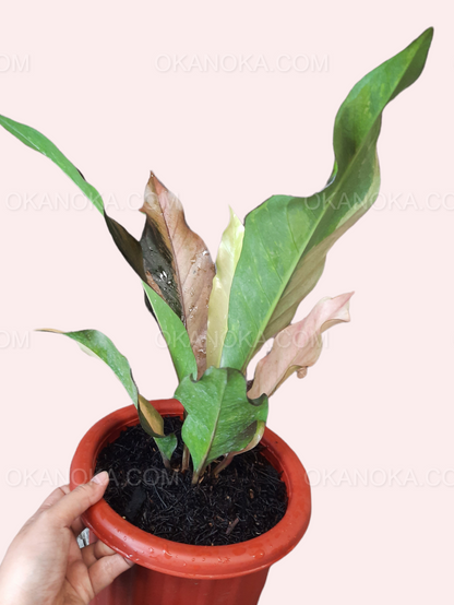 anthurium black dragon pink variegated Anthurium Hookeri Pink Medium – Okanoka