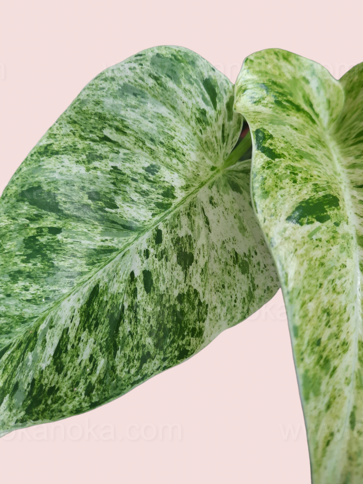 philodendron marble variegated Philodendron Giganteum Marble Variegated Small
