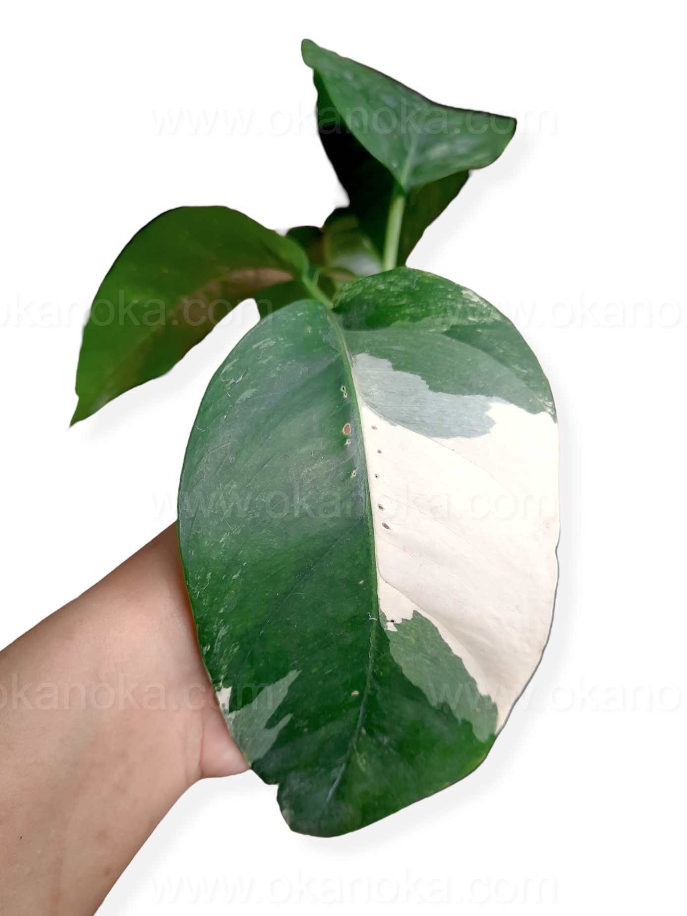 philodendron epipremnum pinnatum variegated US Store