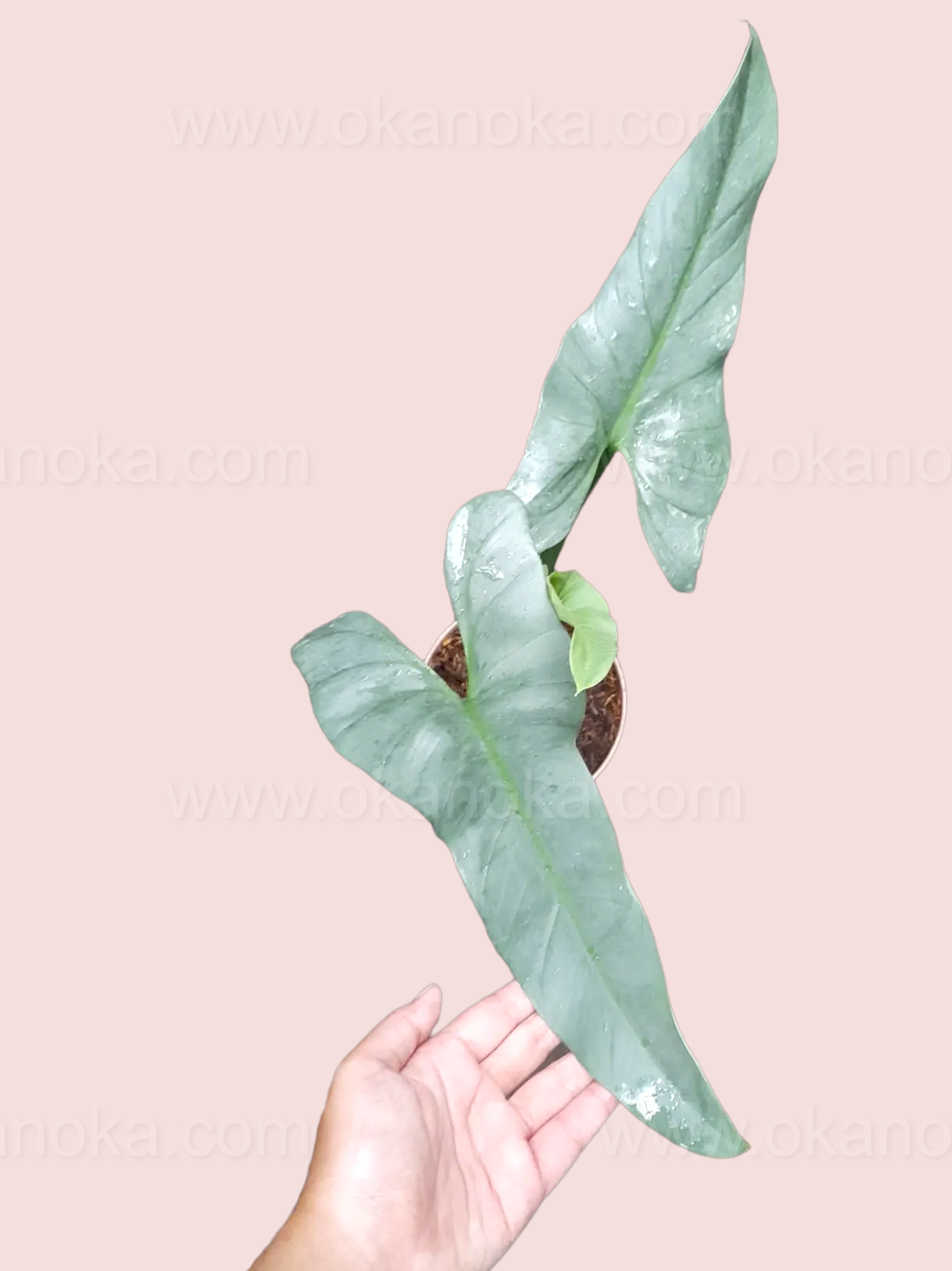 mature philodendron silver sword Philodendron Hastatum Silver Sword Mature Leaf – Okanoka