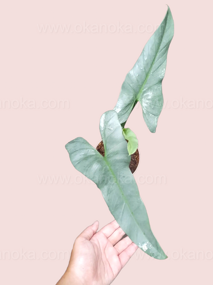 Philodendron Hastatum Silver Sword