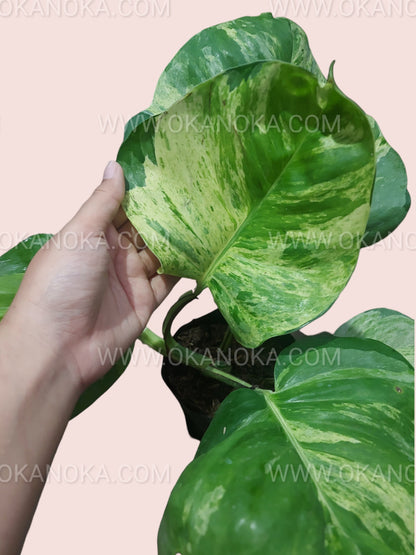 big leaves pothos RARE Manjula Pothos Large Leaves – Okanoka