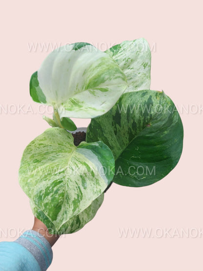 manjula vs golden pothos RARE Manjula Pothos Large Leaves – Okanoka