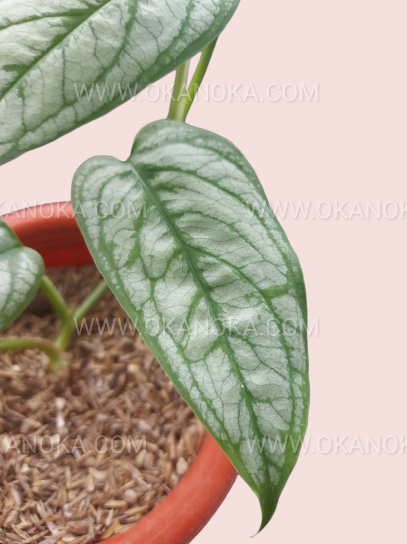 monstera siltepecana el salvador Monstera Siltepecana Elsalvador – Okanoka