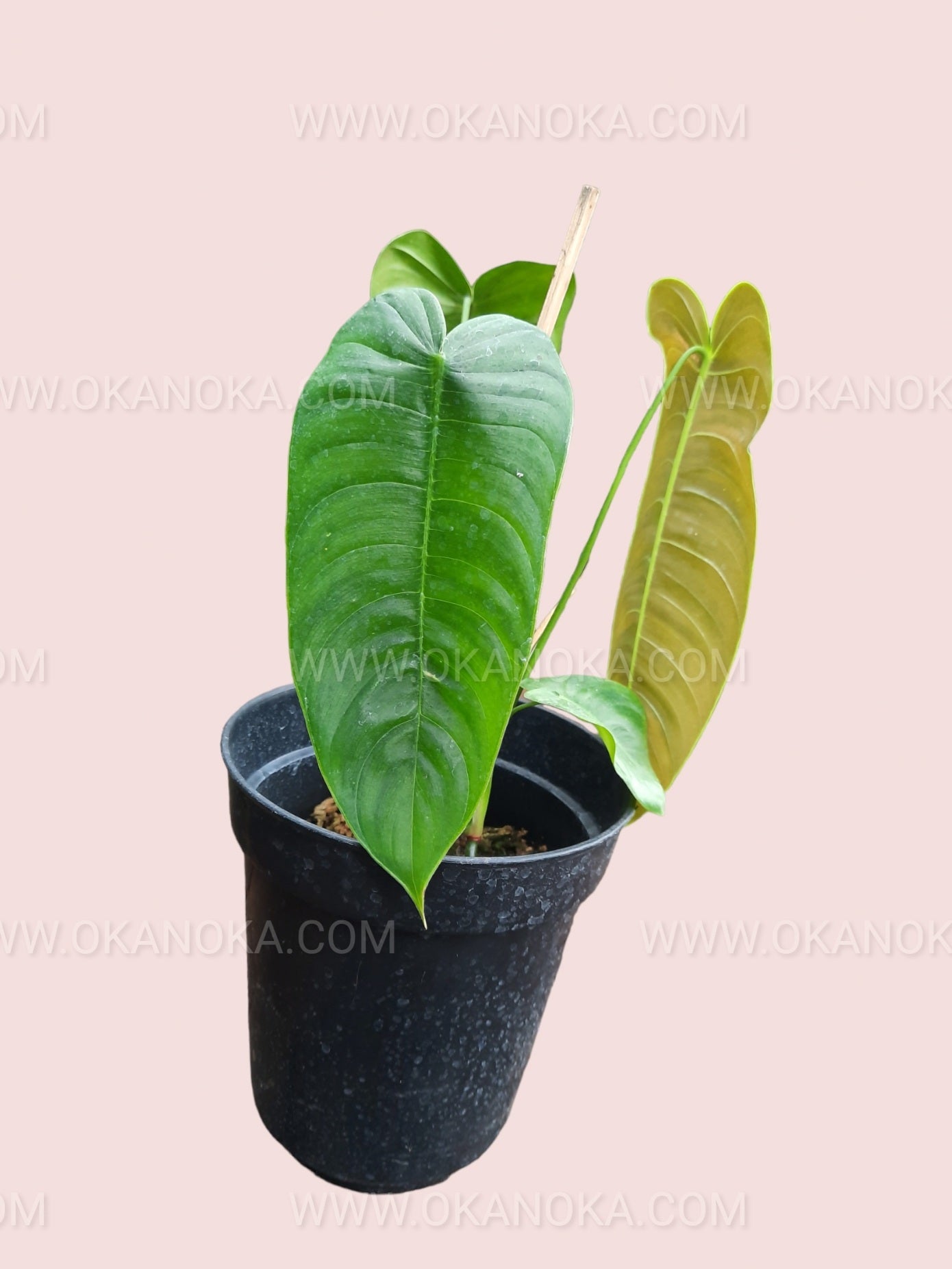 anthurium veitchii moss pole Anthurium Veitchii small – Okanoka