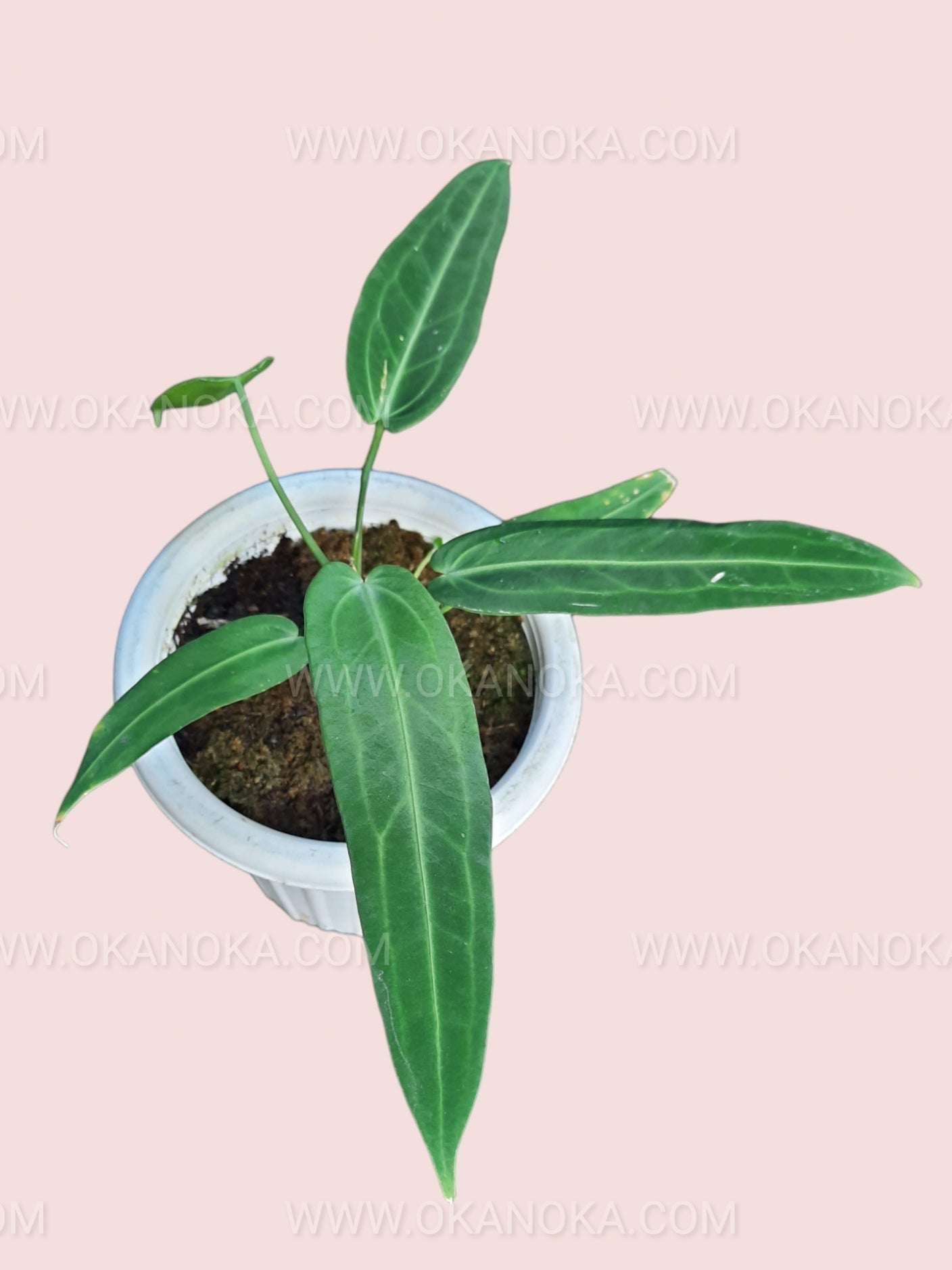 queen anthurium warocqueanum for sale Anthurium Queen Warocqueanum – Okanoka
