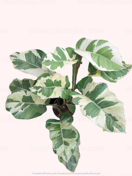 Indoor placement of RARE Njoy Pothos showcasing vibrant variegated leaves