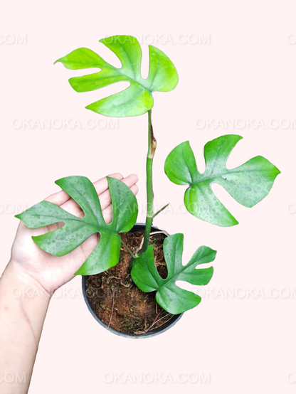 Rhaphidophora Tetrasperma in small black pot showing multiple healthy leaves with splits.
