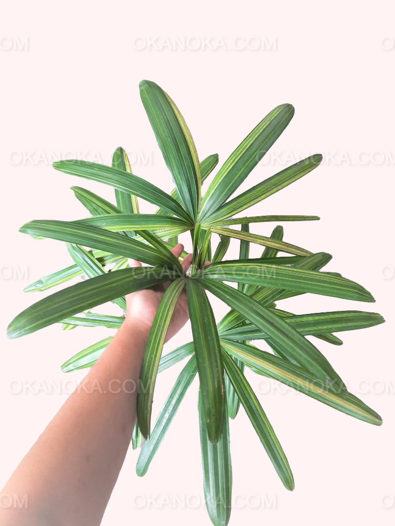 Rhapis Excelsa Palm Tree Variegated – Close-up of variegated fan-shaped leaves.