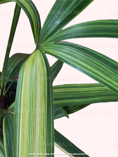 Rhapis Excelsa Palm Tree Variegated – Small indoor palm in decorative pot.