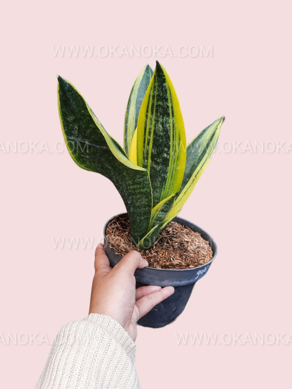 Hand holding Sansevieria Trifasciata Gold Flame to show scale and healthy foliage.