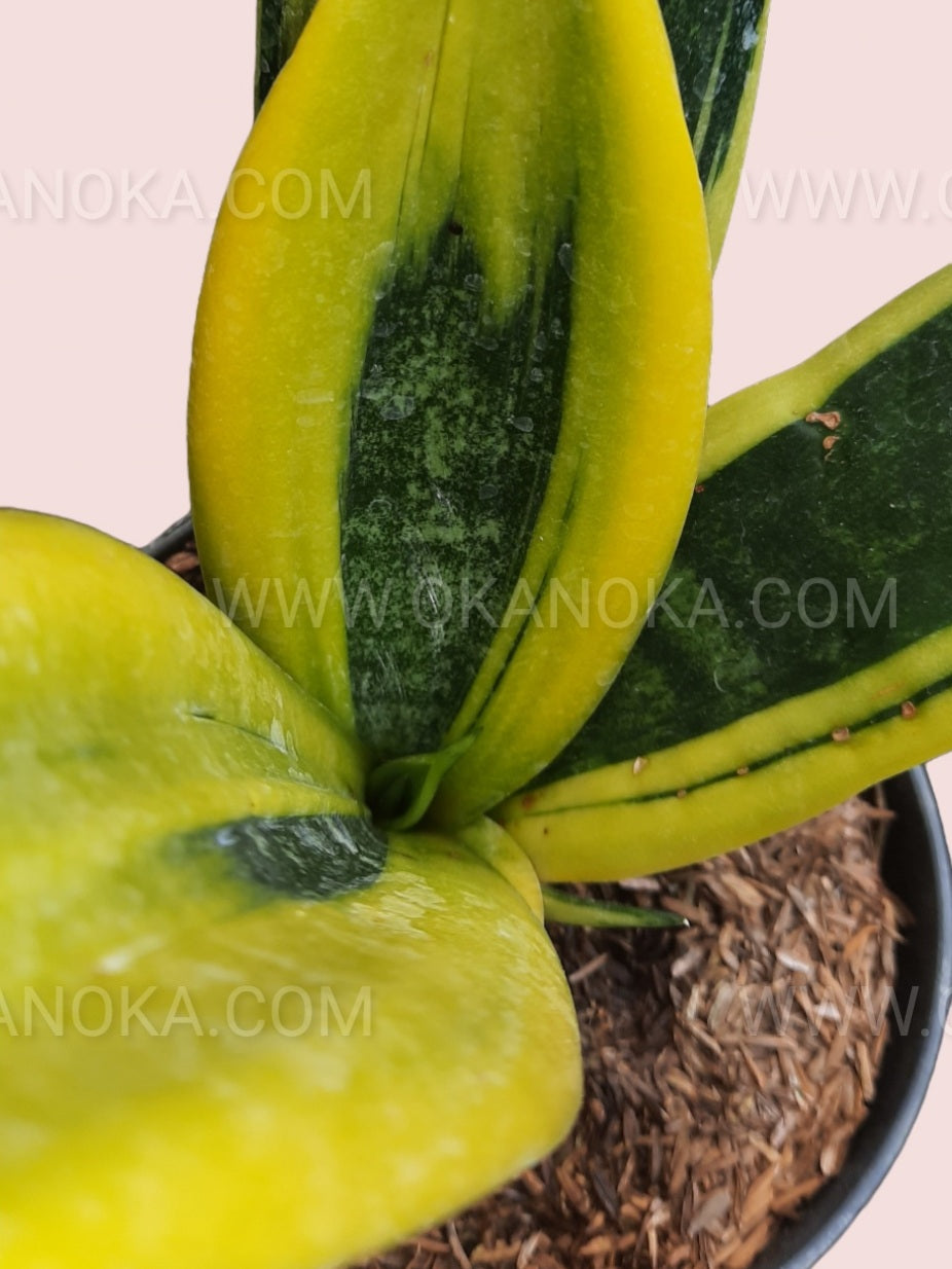 Golden flame variegation on mature leaves, emphasizing bright yellow streaks on green.
