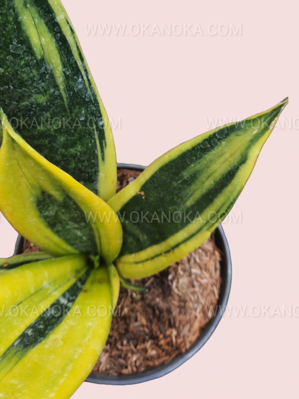 Top view of Sansevieria Trifasciata Gold Flame in a small pot showing yellow and green variegated leaves.