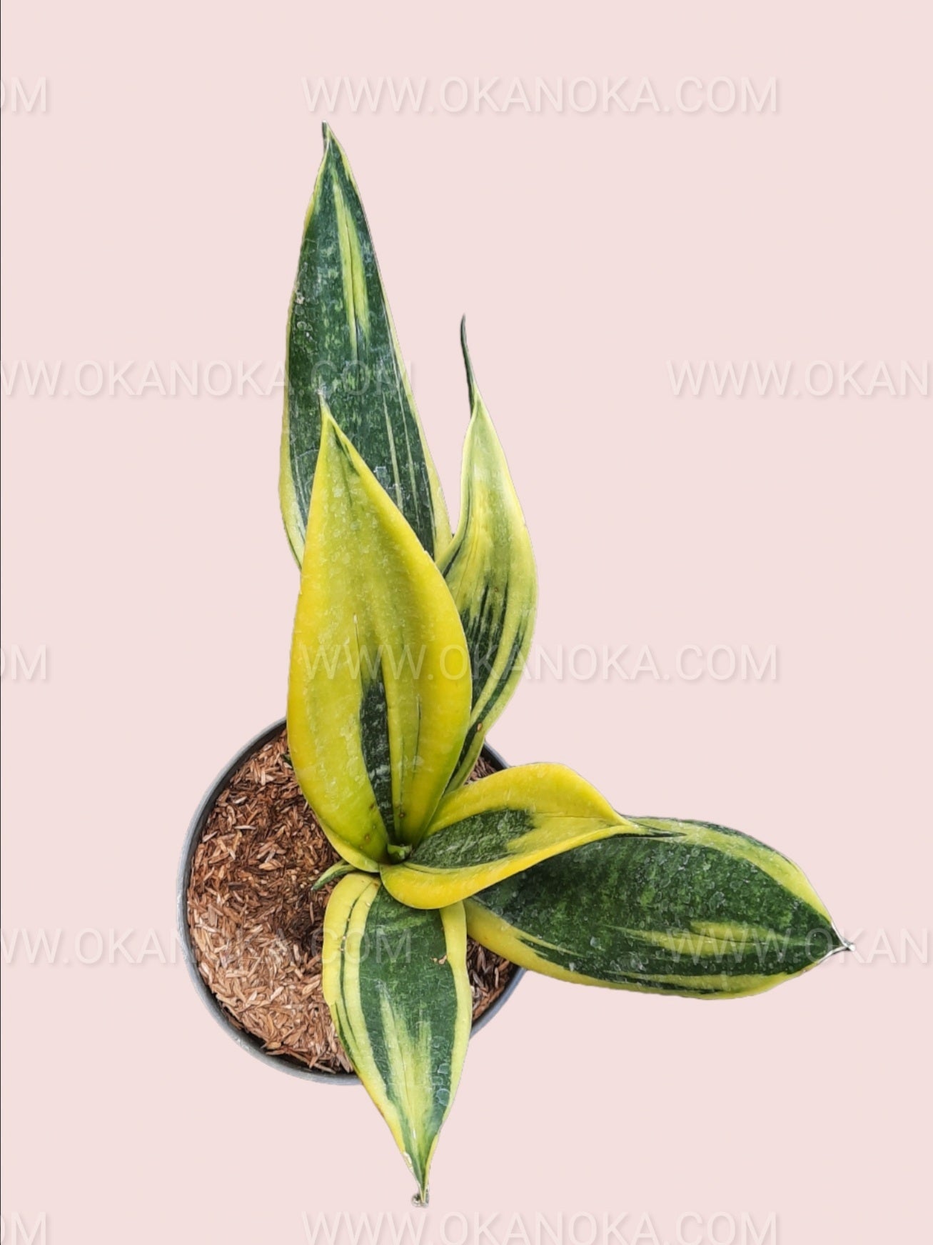 Sansevieria Trifasciata Gold Flame – low-maintenance, vibrant yellow & green variegated indoor plant