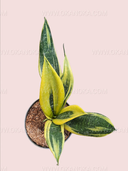 Sansevieria Trifasciata Gold Flame – low-maintenance, vibrant yellow & green variegated indoor plant