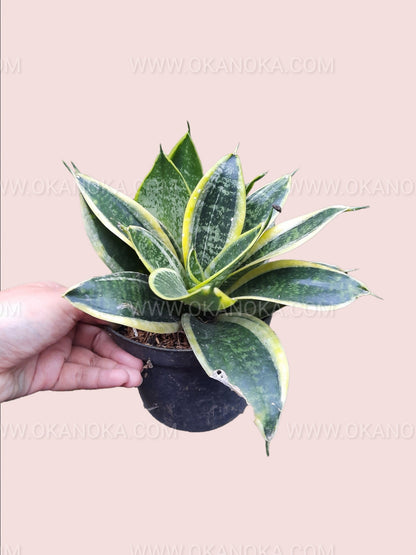 Top view of Sansevieria Trifasciata Golden Hahnii with compact rosette of golden-striped leaves in a small black pot.