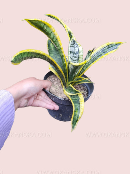 Top view of Sansevieria Twisted Sister in black pot, highlighting leaf texture and pattern.