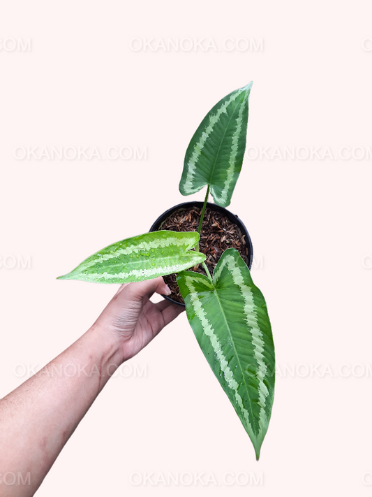 Top view of Schismatoglottis Wallichii plant with variegated elongated leaves held by hand.