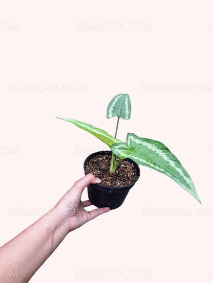 Close-up of Schismatoglottis Wallichii showing green leaves with silver-white variegation