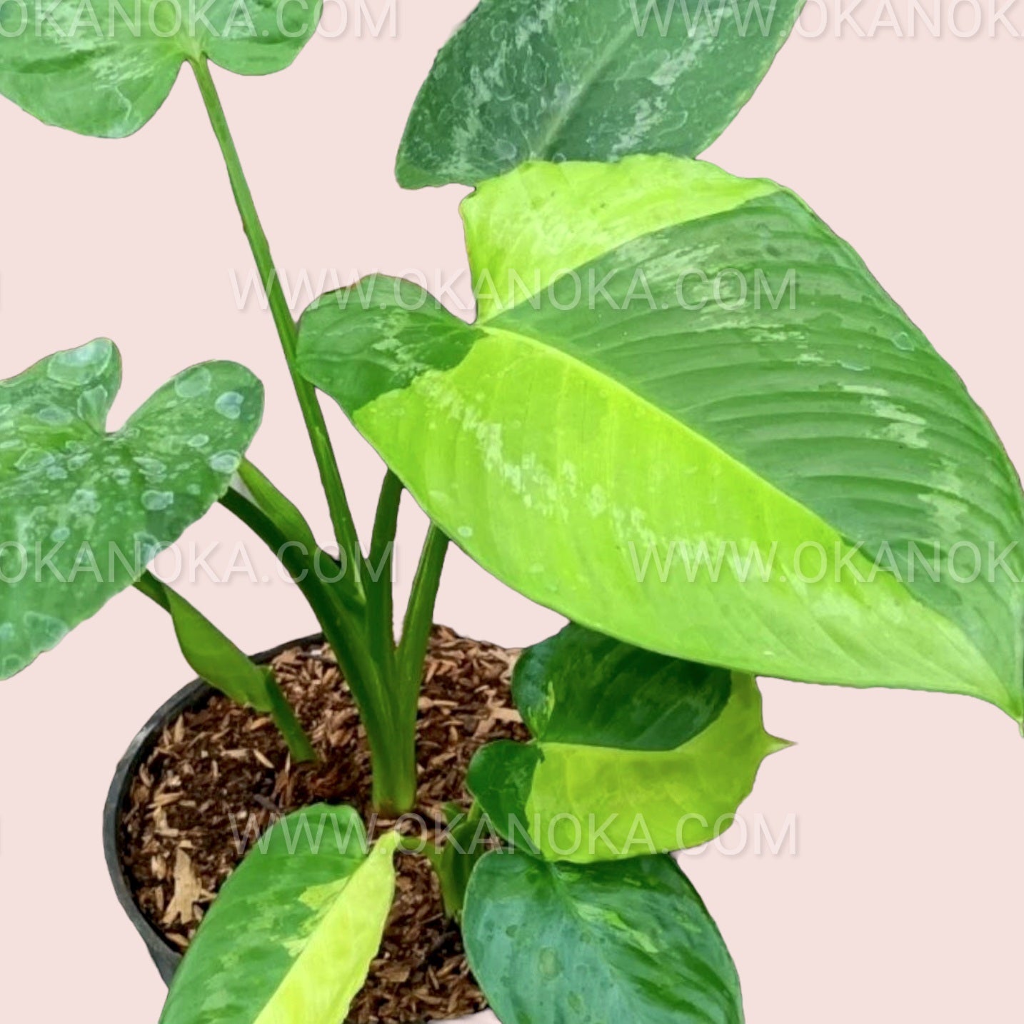 Schismatoglottis Wallichii Variegated in a pot, showing deep green and cream variegated leaves.