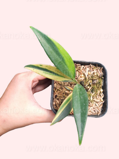 Close-up of two variegated leaves of Scindapsus Coriaceus held in hand, displaying leaf texture and pattern.