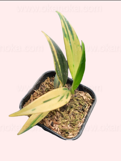 Top-down view of a healthy Scindapsus Coriaceus Variegated showing green leaves with cream variegation in a small black pot.