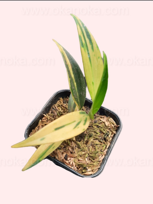 Top-down view of a healthy Scindapsus Coriaceus Variegated showing green leaves with cream variegation in a small black pot.