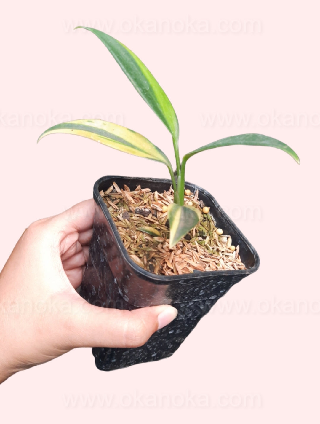 Side view of Scindapsus Coriaceus Variegated highlighting new growth emerging from the base in a small pot.