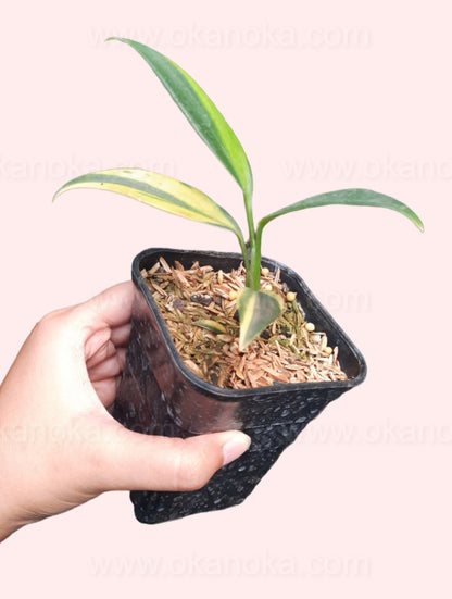 Side view of Scindapsus Coriaceus Variegated highlighting new growth emerging from the base in a small pot.
