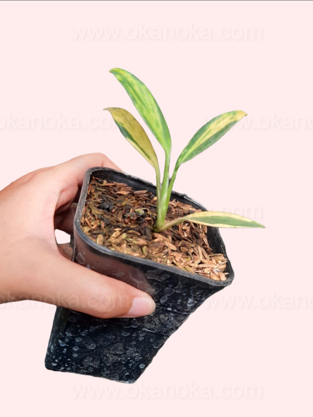Hand holding a Scindapsus Coriaceus Variegated showing three large variegated green and cream leaves from above, highlighting the leaf patterns.