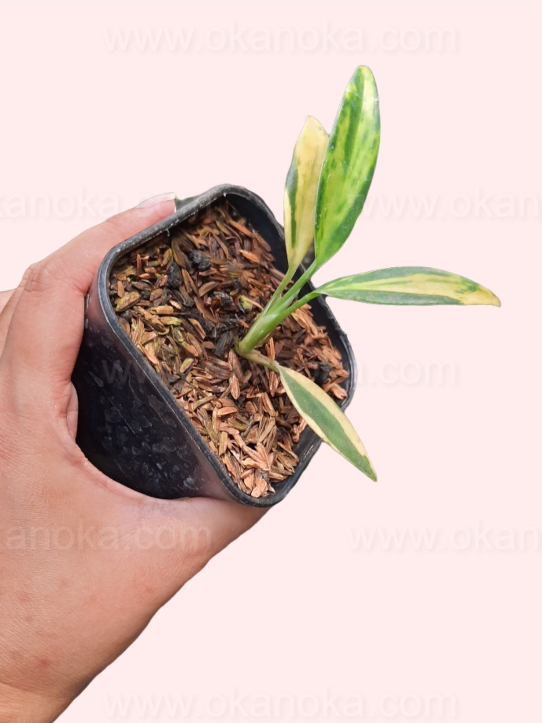 Side view of Scindapsus Coriaceus Variegated in a small pot, showing emerging new leaves and healthy variegation.