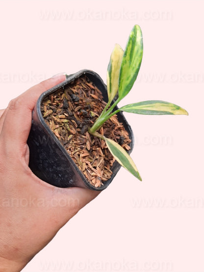 Side view of Scindapsus Coriaceus Variegated in a small pot, showing emerging new leaves and healthy variegation.