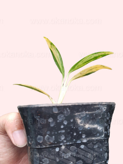Hand holding Scindapsus Coriaceus Variegated plant in a small pot, displaying vibrant foliage.