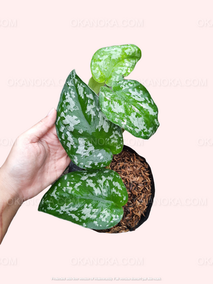 Hand holding Scindapsus Exotica showing lush green variegated leaves with silver speckling in a small pot.