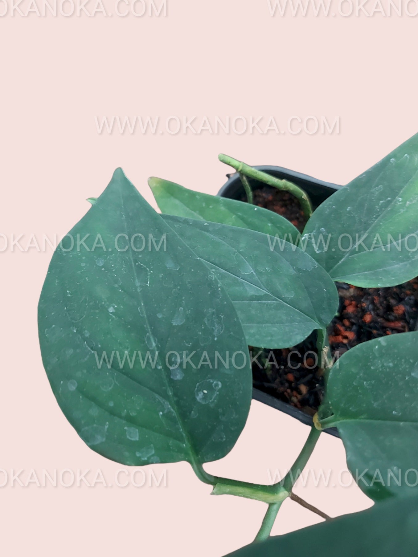 Scindapsus Jade Satin plant with leaves trailing down, showing healthy growth.