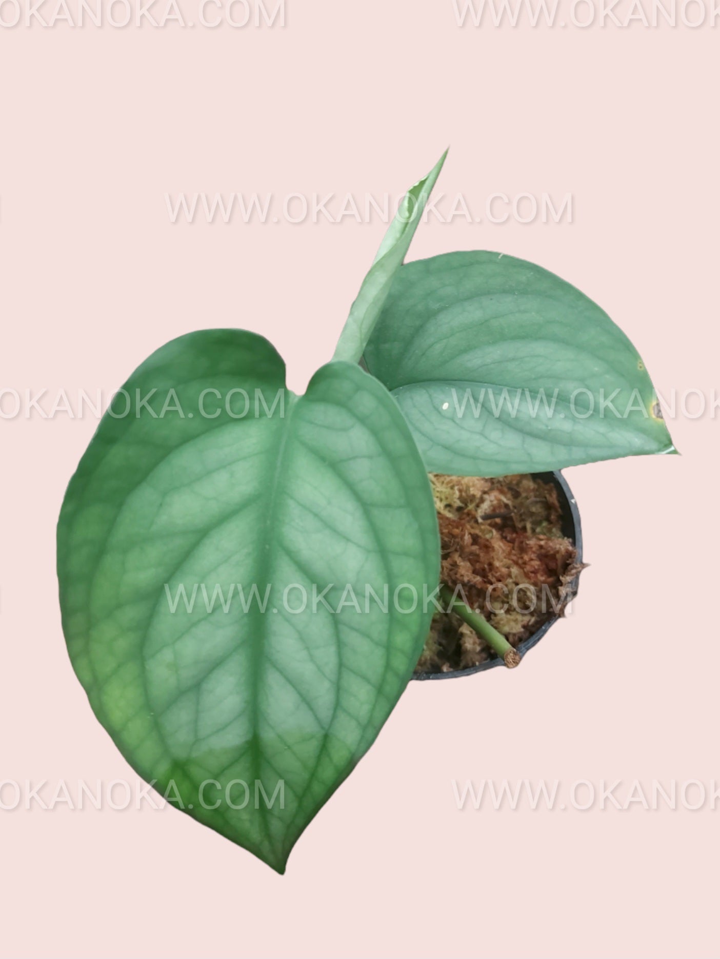 Close-up of a single heart-shaped leaf of Scindapsus Lucens highlighting texture and sheen.