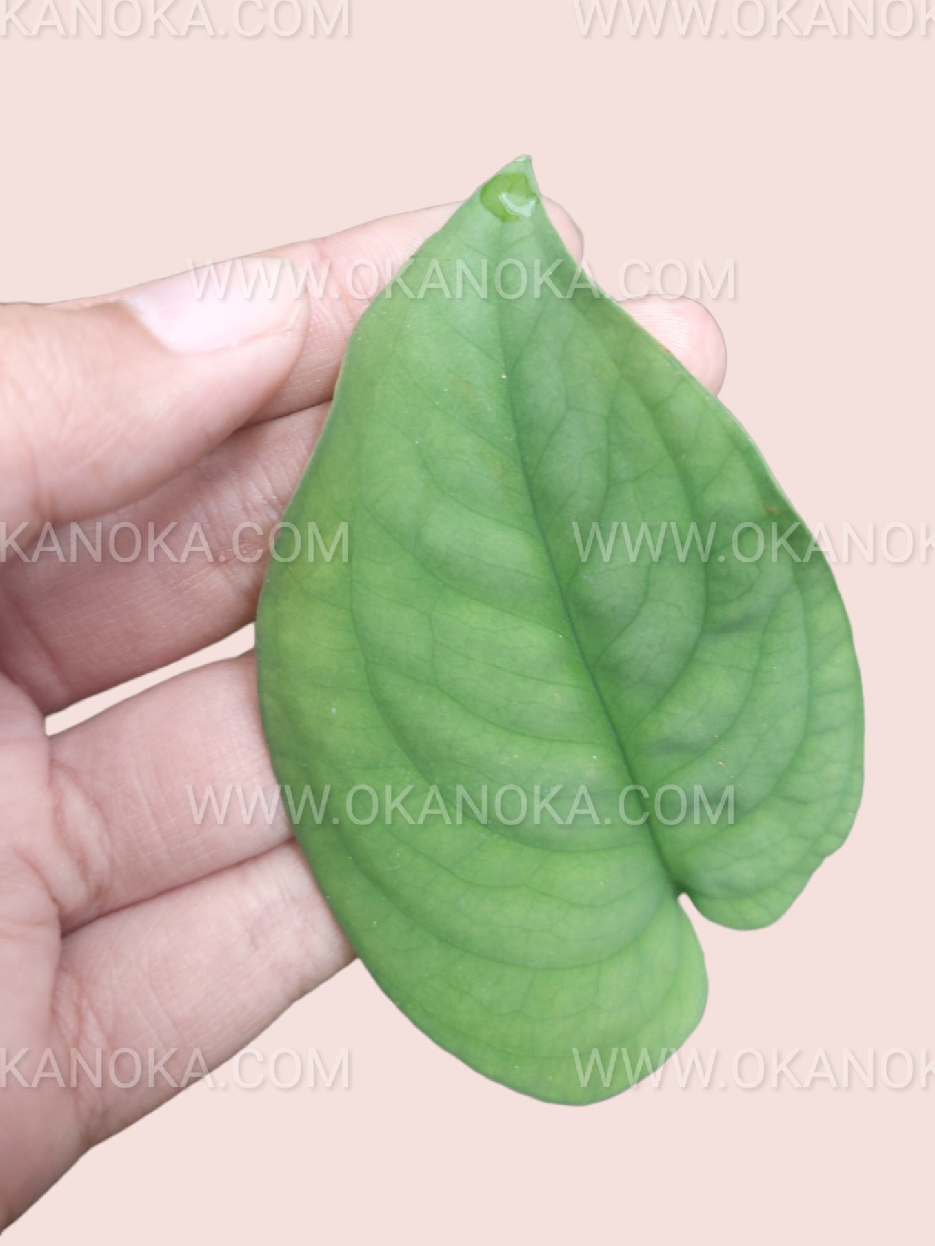 Hand holding Scindapsus Lucens to show its compact, healthy foliage.