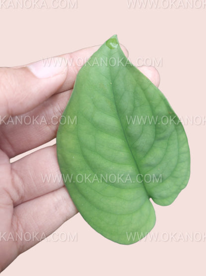 Hand holding Scindapsus Lucens to show its compact, healthy foliage.