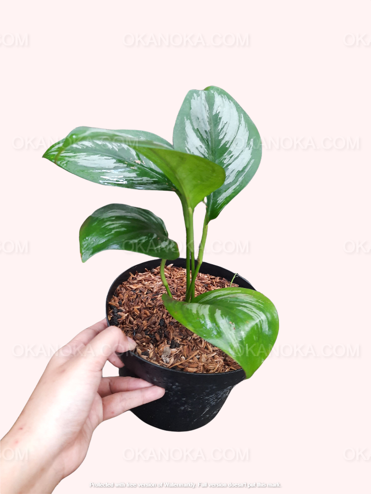 Young Scindapsus Officinalis potted plant with healthy green foliage.