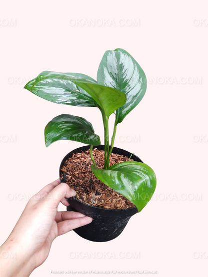 Young Scindapsus Officinalis potted plant with healthy green foliage.