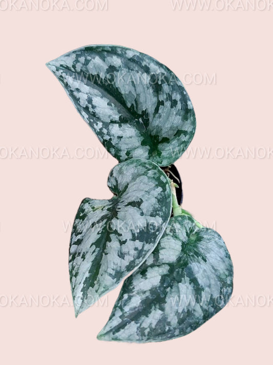 Close-up of a single silver-black leaf highlighting texture and glossy surface.