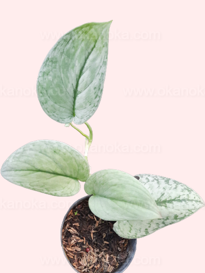 Close-up of Scindapsus Silver Cloud showing silver variegation on lush green leaves.