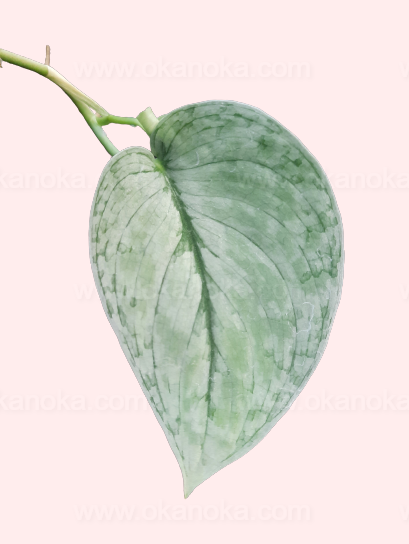 Overhead view of Scindapsus Silver Cloud in pot highlighting cloud-like leaf variegation.