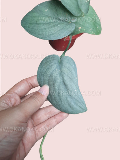 Hand holding Scindapsus Silver Platinum, highlighting leaf shape and variegation.