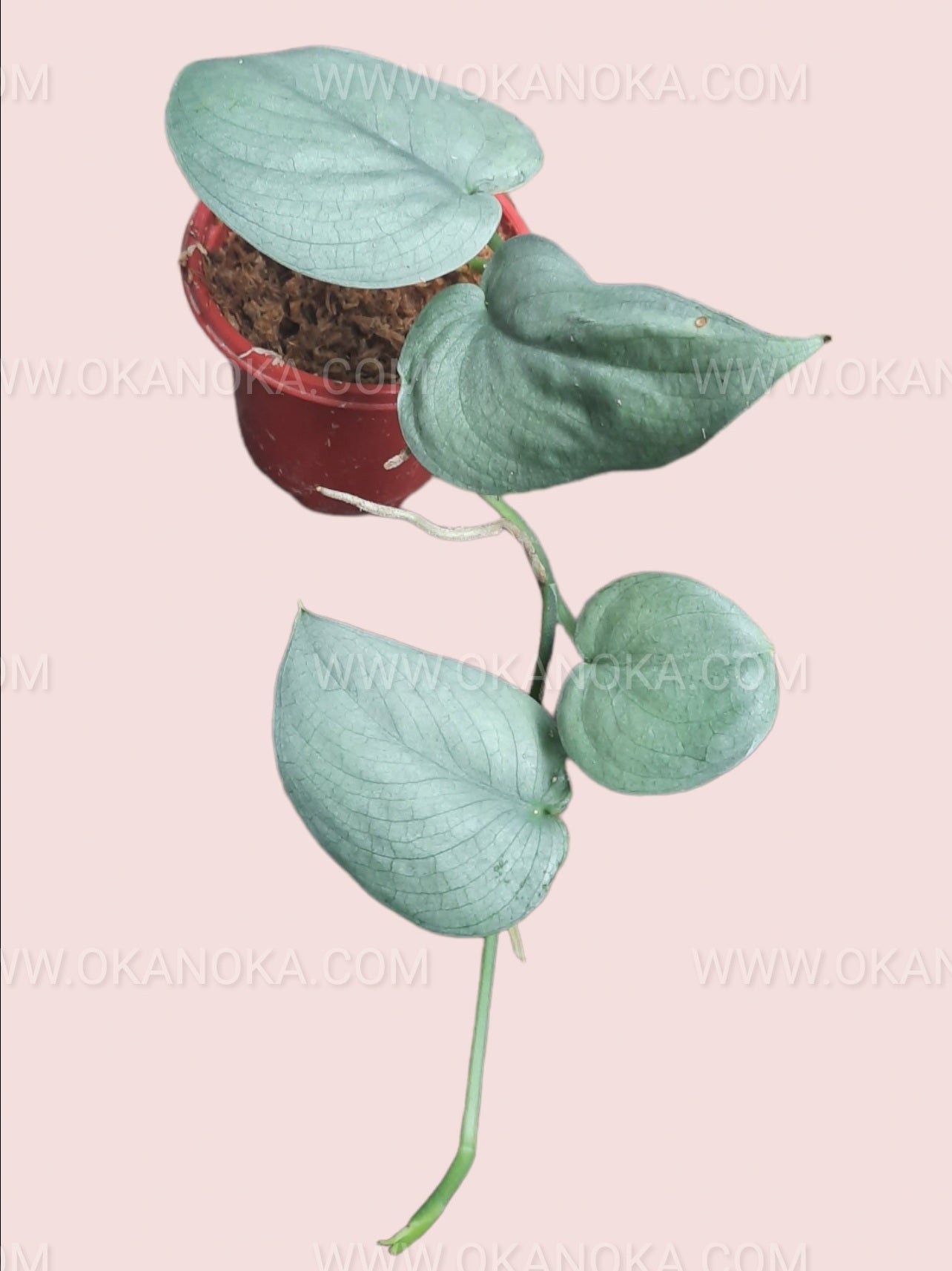 Close-up of individual variegated leaf with silver markings on green foliage.